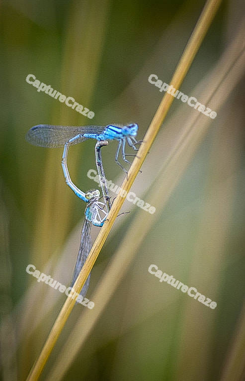Damselflies